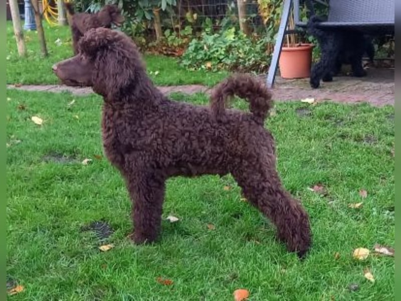 Großpudel braun Rüde Welpe Samu