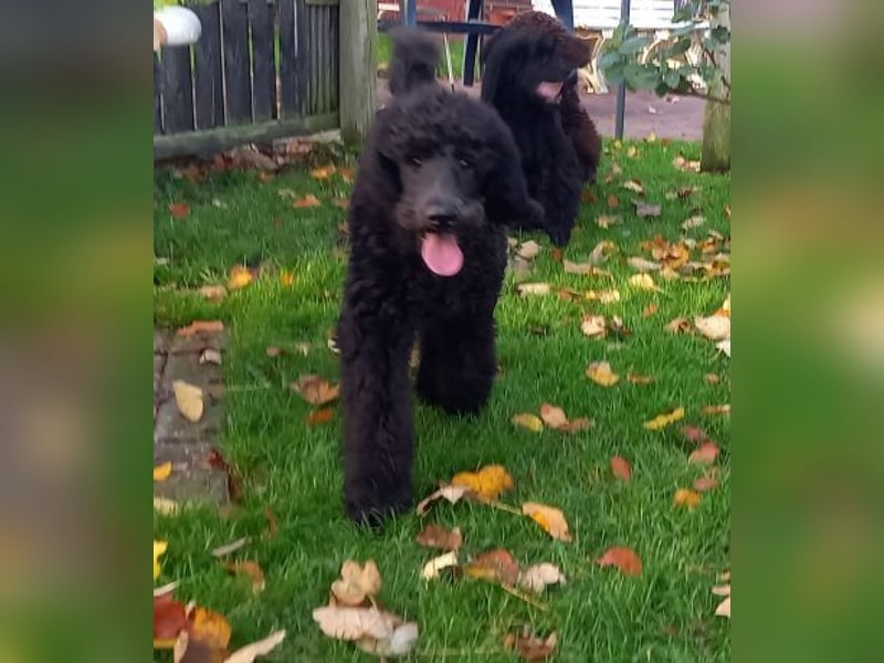 Großpudel Rüde Welpe schwarz,  navi grünes  Halsband