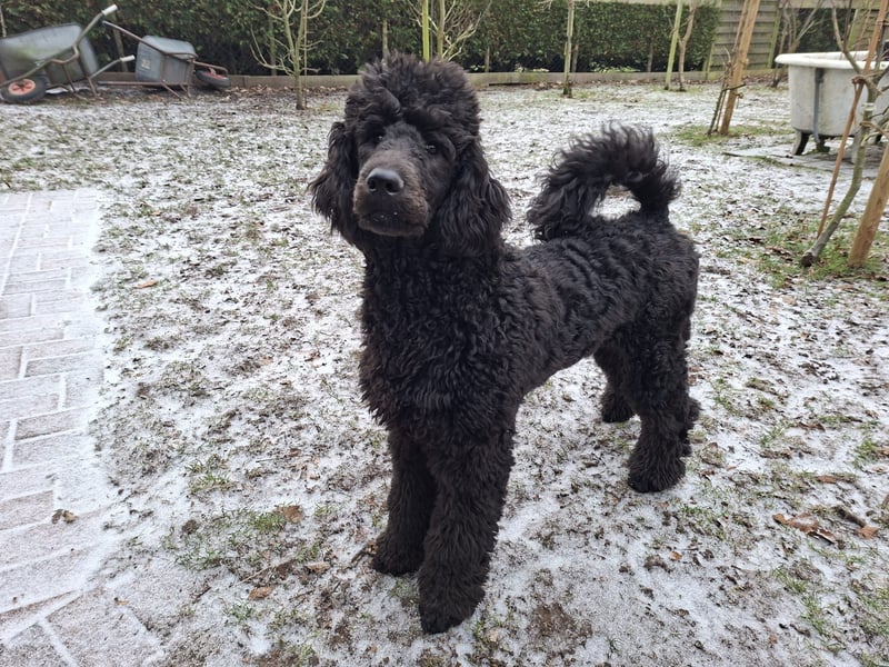 Großpudel / Königspudel Jungrüde schwarz Gary VDH/DPK Papiere