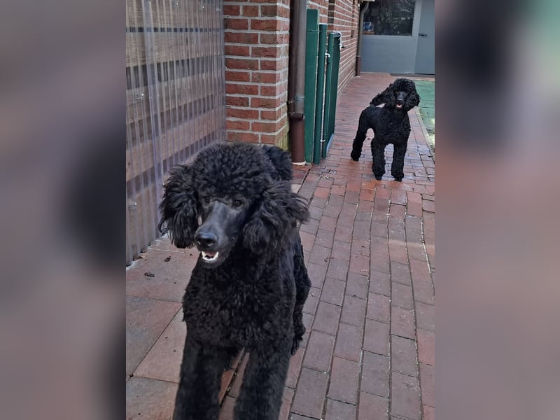 Großpudel / Königspudel schwarze  Junghündin Amira mit DPK/VDH Papiere