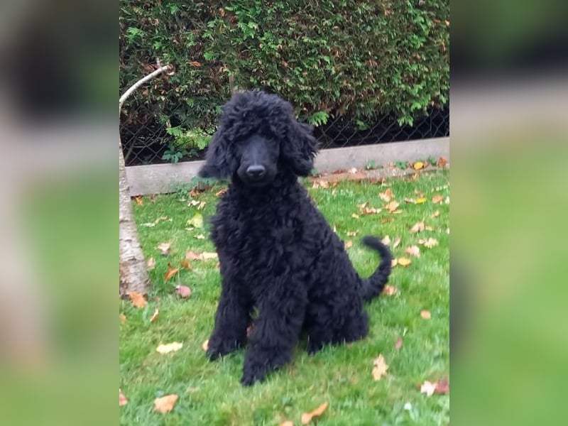 Großpudel schwarze Hündin Welpe Amira