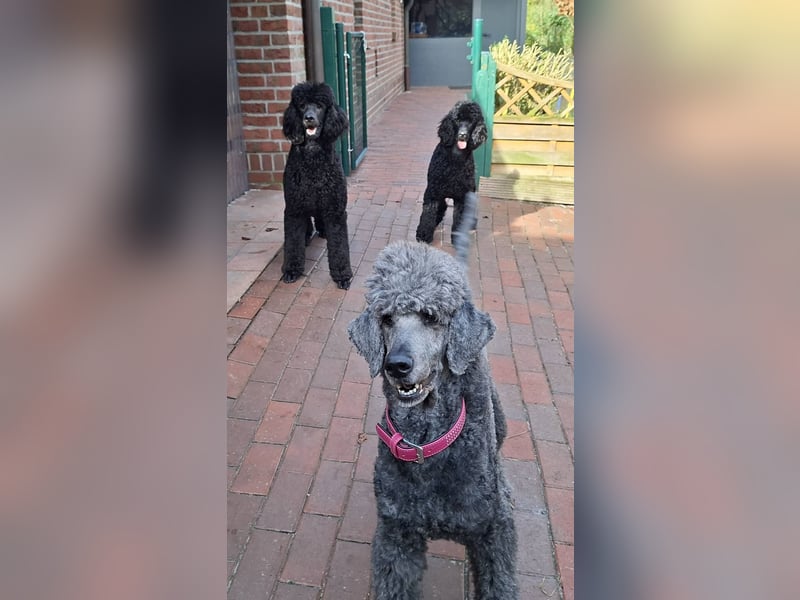 Großpudel / Königspudel schwarze  Junghündin Amira mit DPK/VDH Papiere