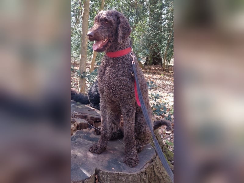  Charmanter Großpudel-Rüde (braun, 67 cm) sucht Herzmenschen zum Kuscheln & Durchstarten! 