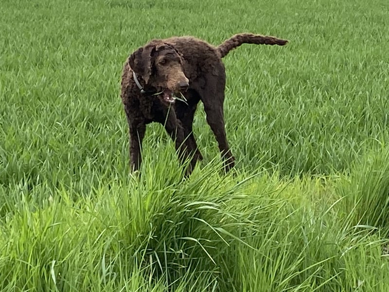 Hübscher braver Grosspudel Rüde schokobraun/ red fawn