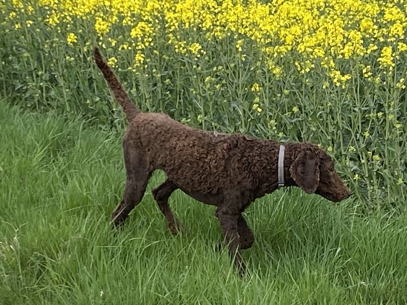 Hübscher braver Grosspudel Rüde schokobraun/ red fawn