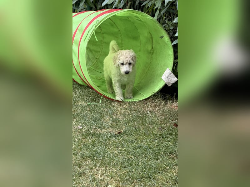 Großpudel Welpen Weiß