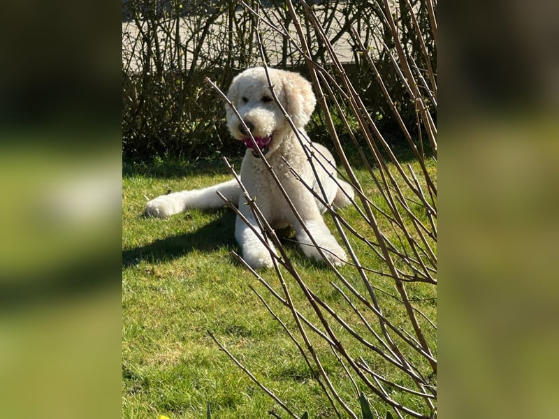 Königspudel Rüde 2,5 Jahre