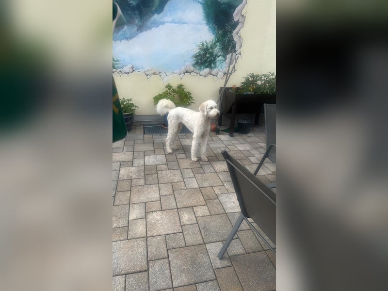 Königspudel Rüde 2,5 Jahre