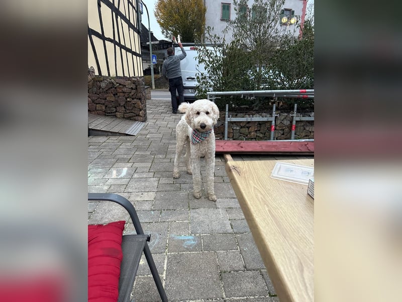 Königspudel Rüde 2,5 Jahre