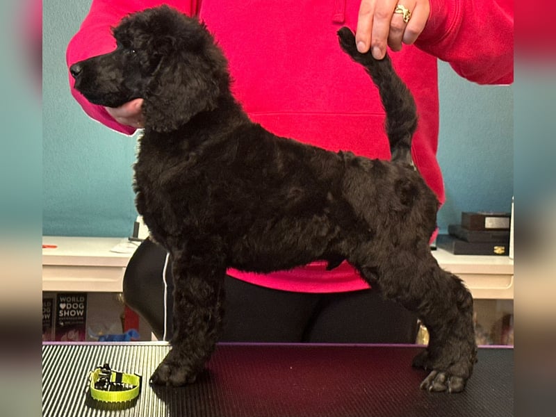 Großpudelwelpen schwarz