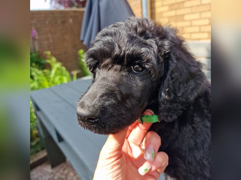 Großpudelwelpen schwarz