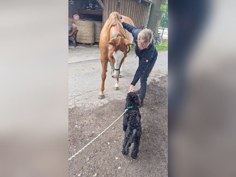 Großpudelwelpen schwarz