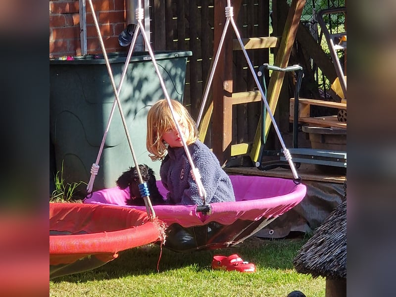 Großpudelwelpen schwarz