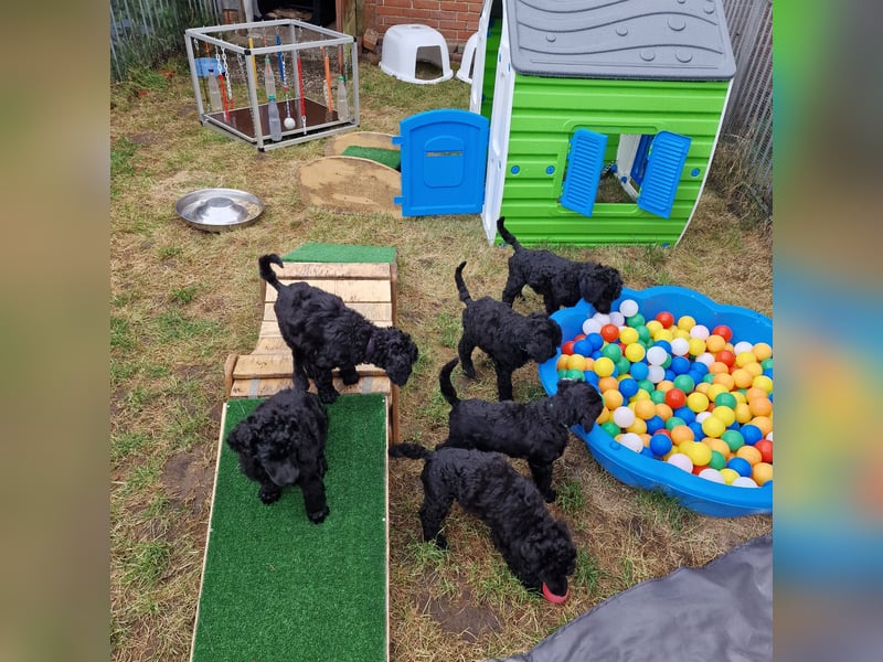 Großpudelwelpen schwarz.  Am 12.04.2025 geboren