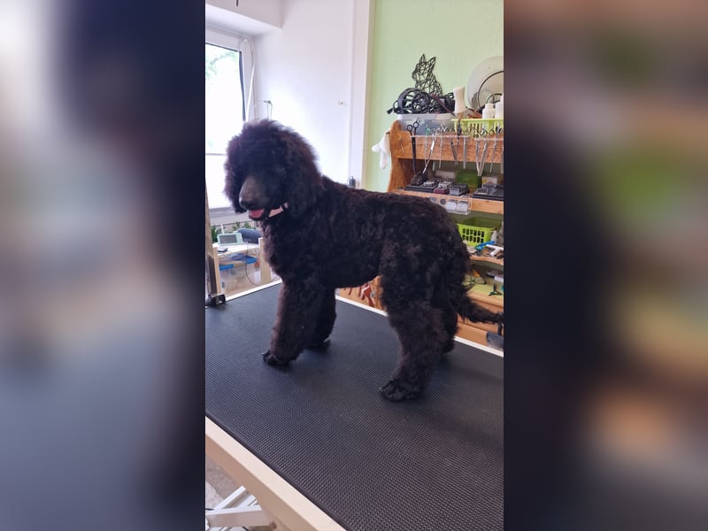 Großpudelwelpen schwarz