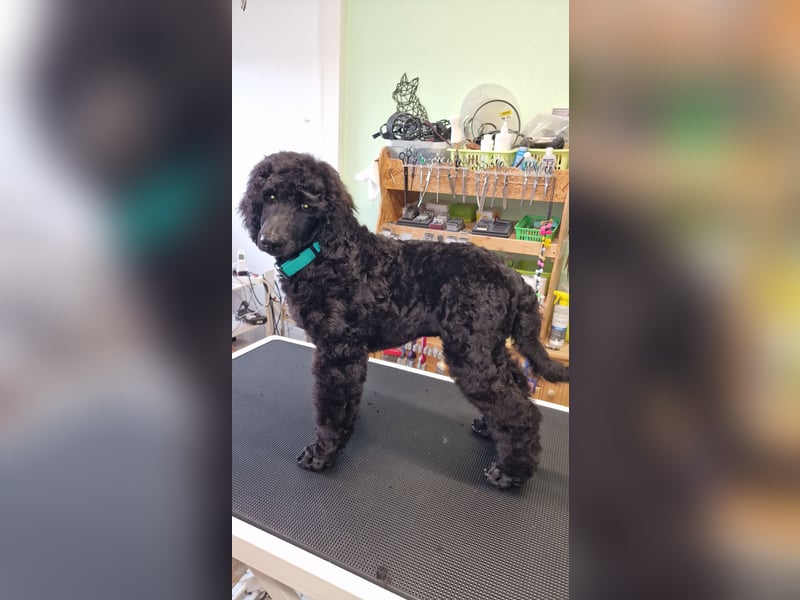 Großpudelwelpen schwarz