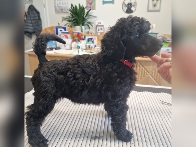 Großpudelwelpen schwarz.  Am 12.04.2025 geboren