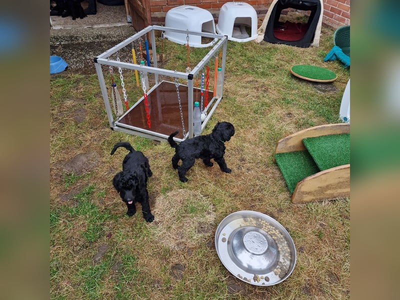 Großpudelwelpen schwarz.  Am 12.04.2025 geboren