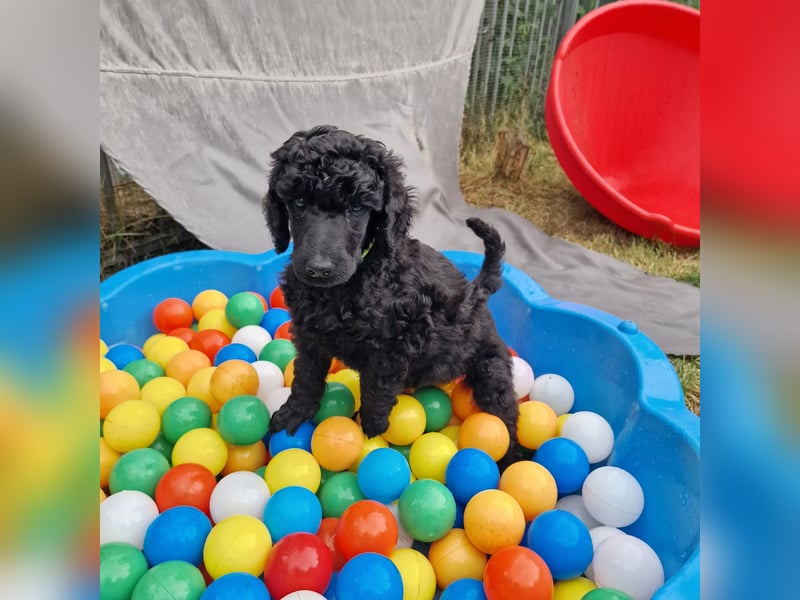 Großpudelwelpen schwarz.  Am 12.04.2025 geboren