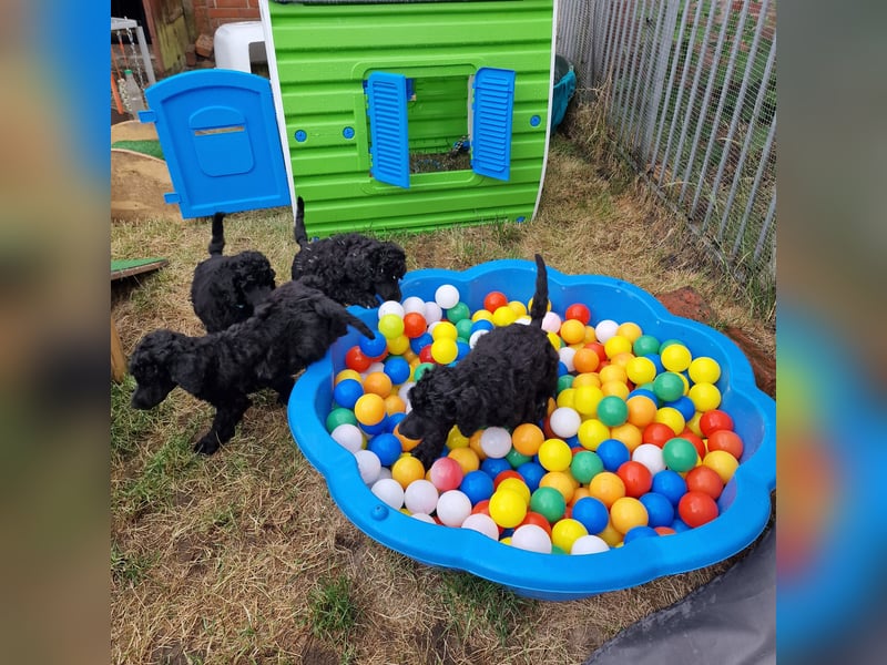 Großpudelwelpen schwarz.  Am 12.04.2025 geboren