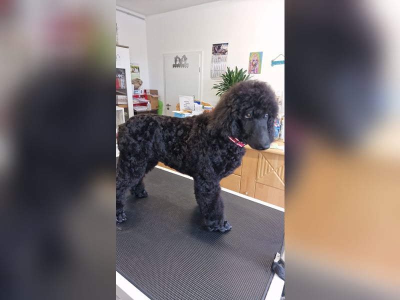 Großpudelwelpen schwarz