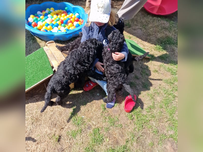 Großpudelwelpen schwarz