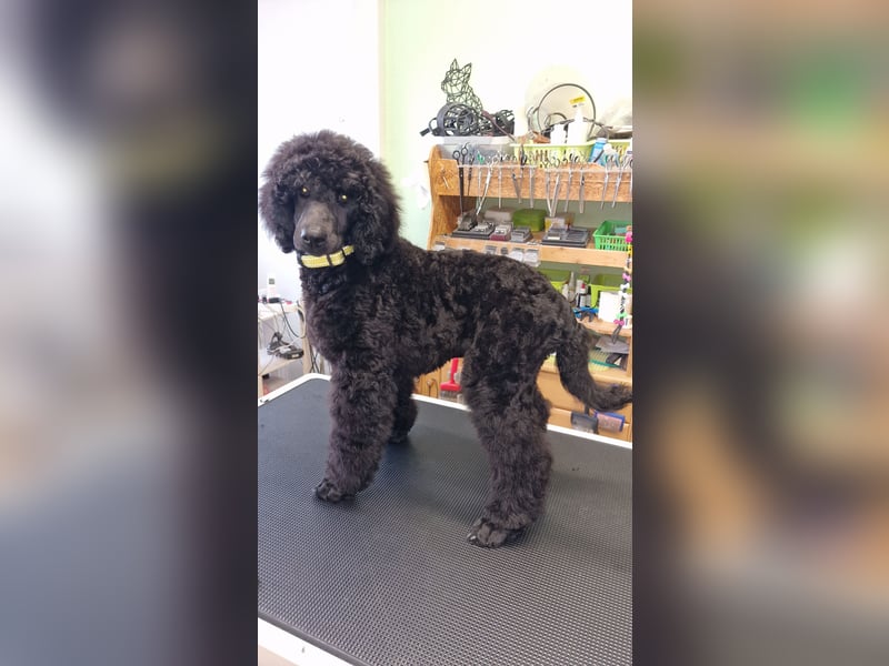 Großpudelwelpen schwarz