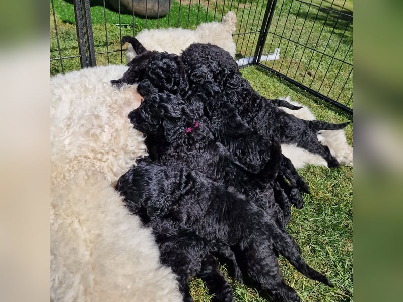 Großpudelwelpen schwarz.  Am 12.04.2025 geboren