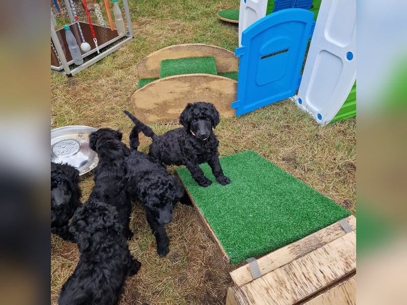 Großpudelwelpen schwarz.  Am 12.04.2025 geboren