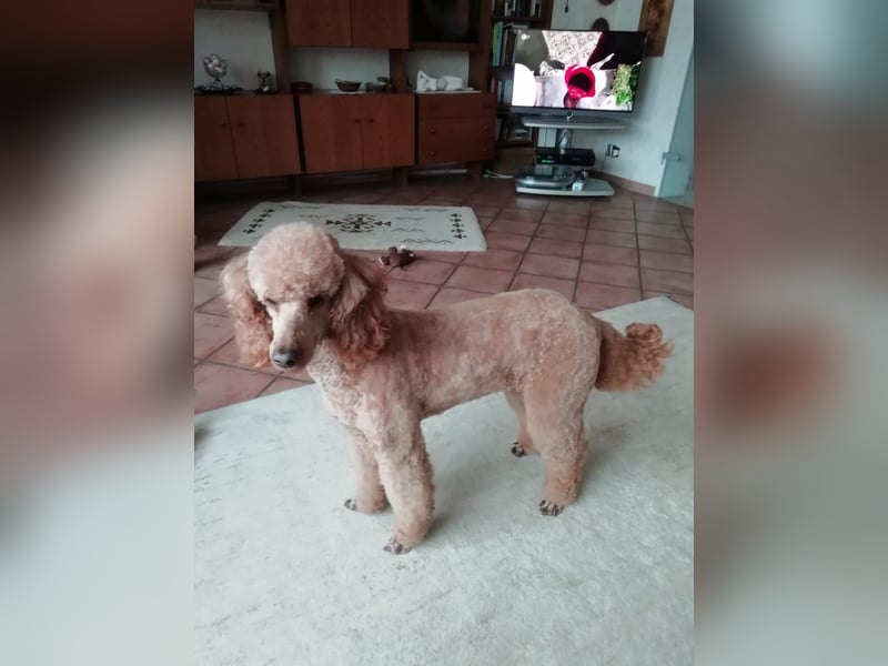 Großpudeldame sucht endlich ihr finales Zuhause!