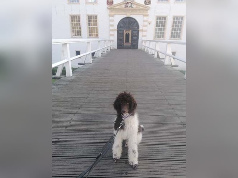Großpudelhündin *06.06.2025 braun/weiß gescheckt