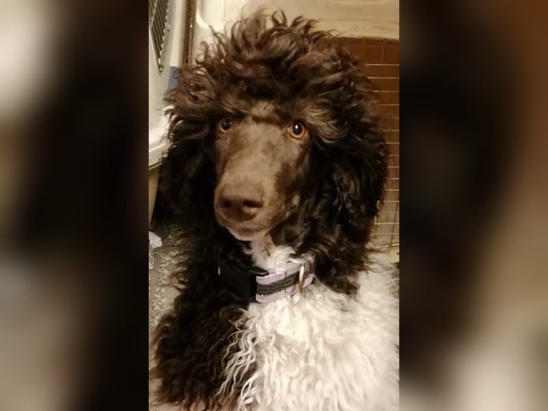 Großpudelhündin *06.06.2025 braun/weiß gescheckt