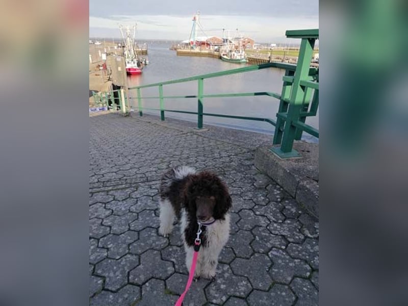 Großpudelhündin *06.06.2025 braun/weiß gescheckt