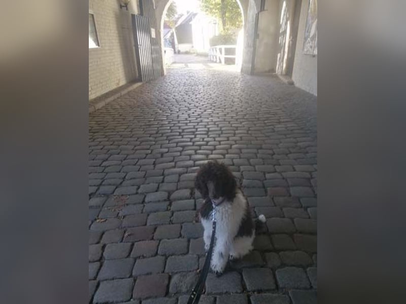 Großpudelhündin *06.06.2025 braun/weiß gescheckt