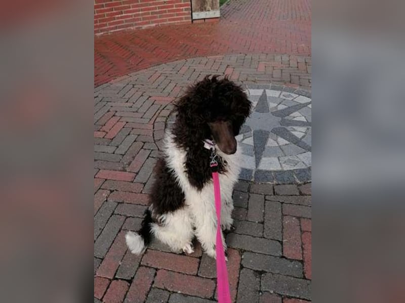 Großpudelhündin *06.06.2025 braun/weiß gescheckt