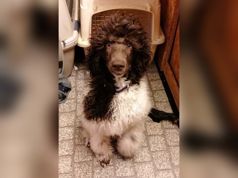 Großpudelhündin *06.06.2025 braun/weiß gescheckt
