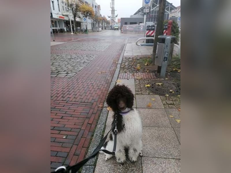 Großpudelhündin *06.06.2025 braun/weiß gescheckt