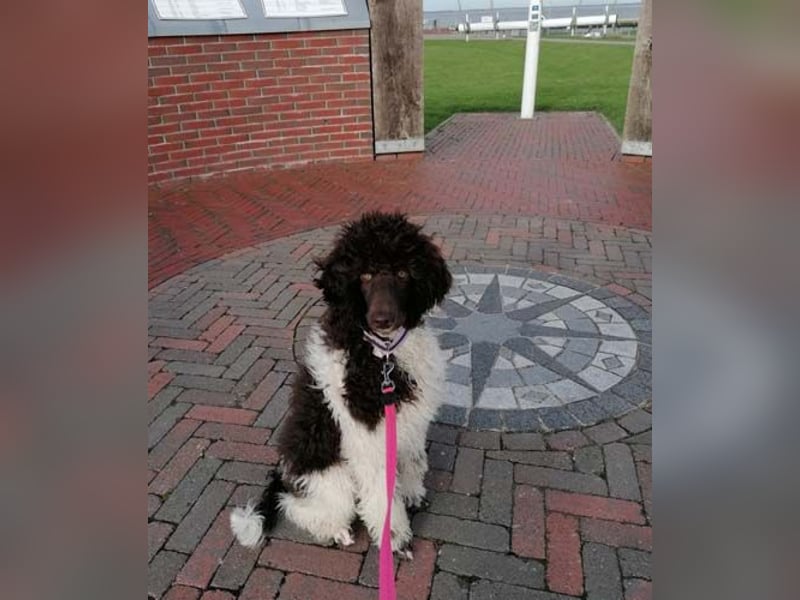 Großpudelhündin *06.06.2025 braun/weiß gescheckt