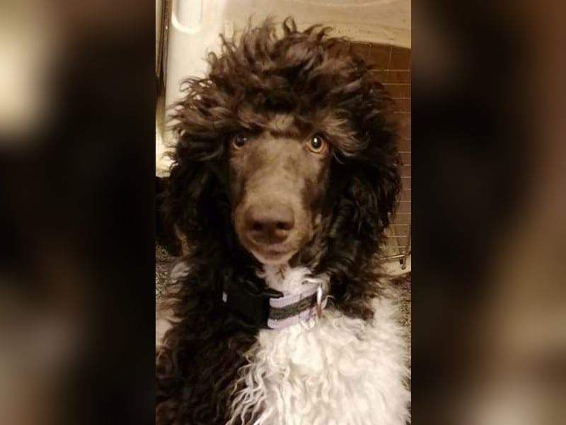 Großpudelhündin *06.06.2025 braun/weiß gescheckt