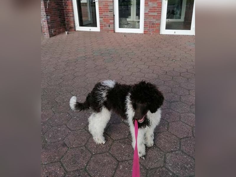 Großpudelhündin *06.06.2025 braun/weiß gescheckt