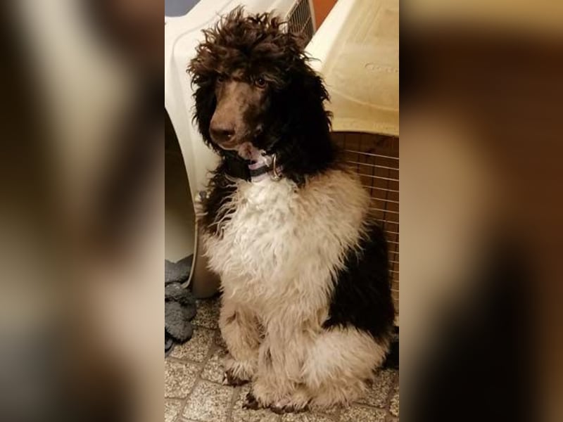 Großpudelhündin *06.06.2025 braun/weiß gescheckt