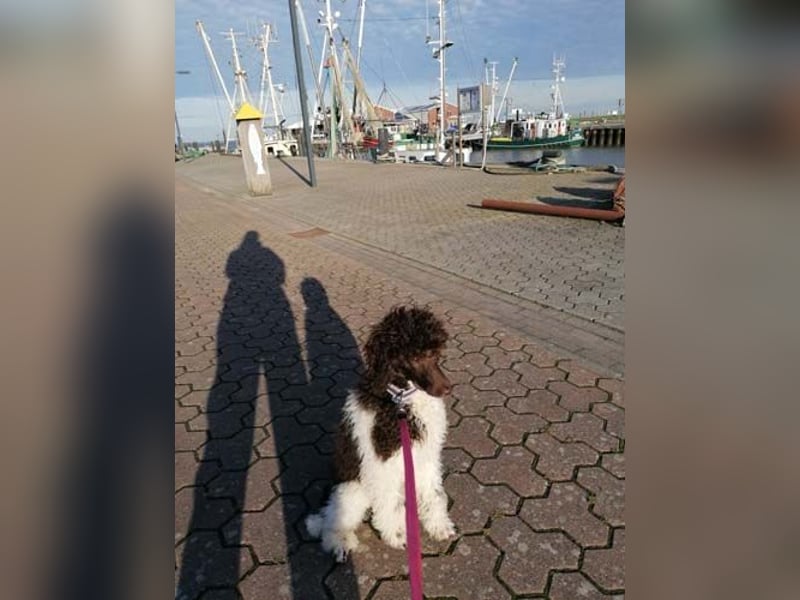 Großpudelhündin *06.06.2025 braun/weiß gescheckt