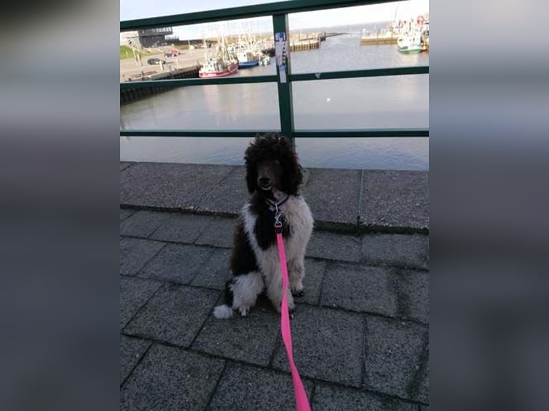 Großpudelhündin *06.06.2025 braun/weiß gescheckt