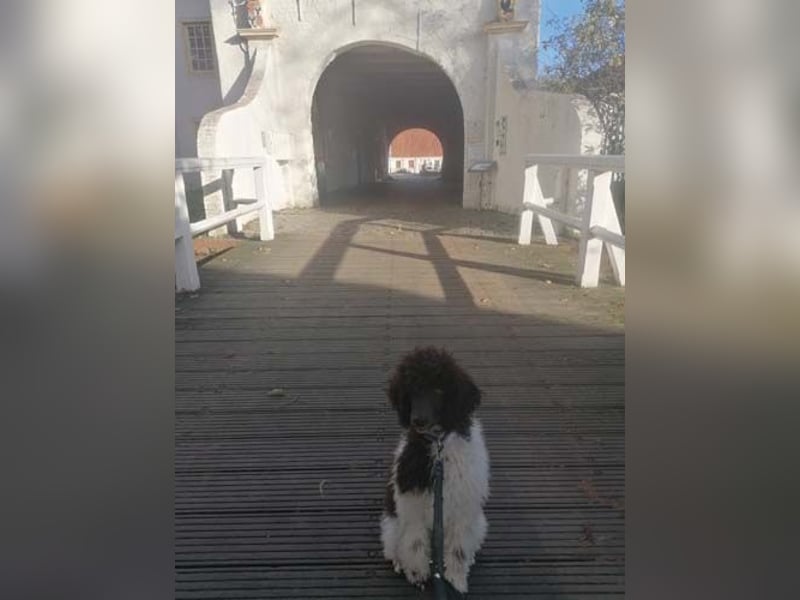 Großpudelhündin *06.06.2025 braun/weiß gescheckt