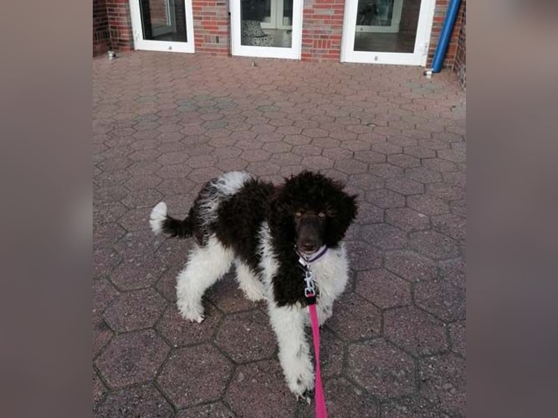 Großpudelhündin *06.06.2025 braun/weiß gescheckt