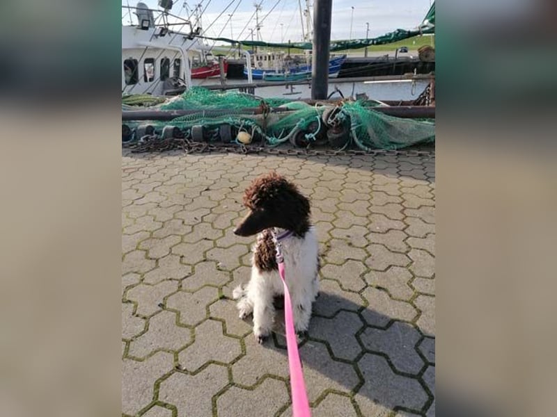 Großpudelhündin *06.06.2025 braun/weiß gescheckt