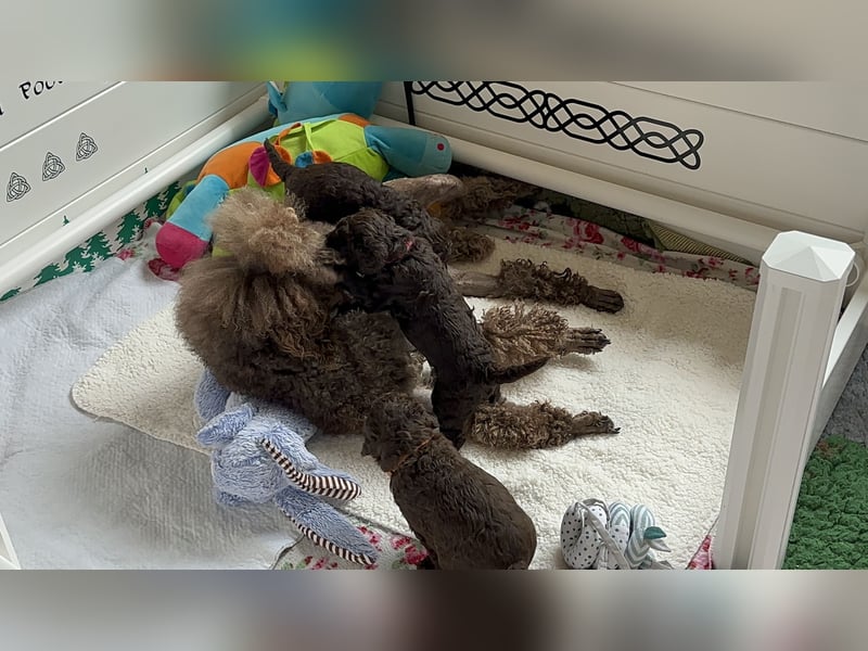 Großpudel Welpen braun