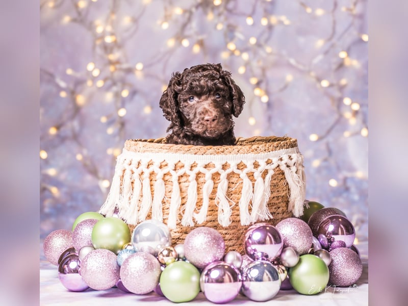 Großpudel Welpen braun