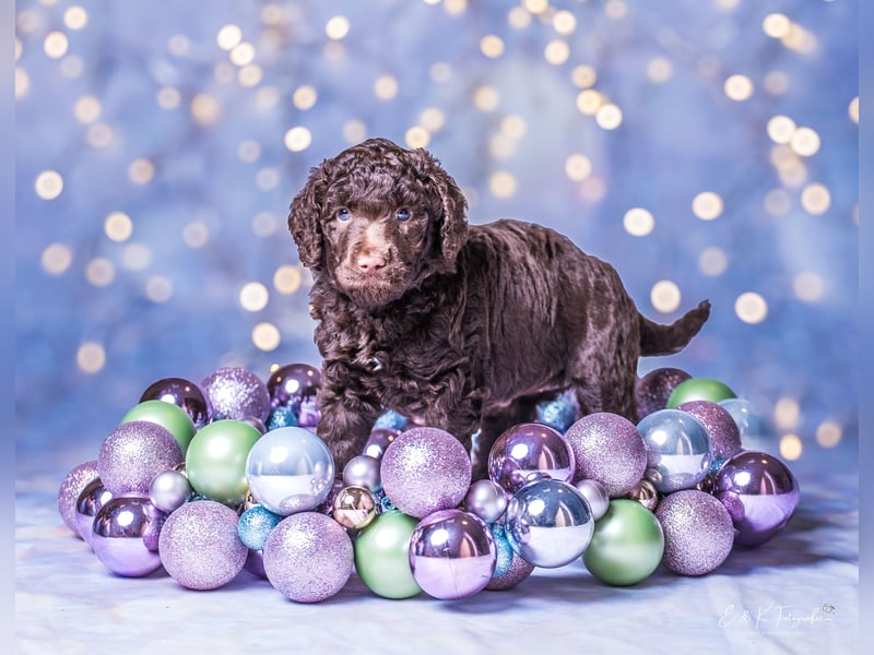 Großpudel Welpen braun