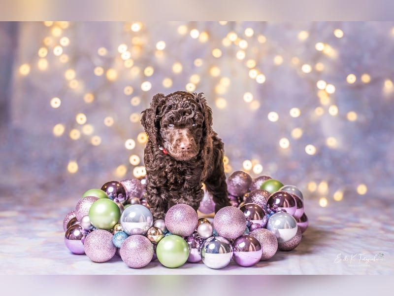 Großpudel Welpen braun